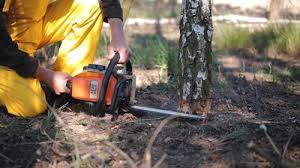 Best Tree Removal Services  in Carterville, MO